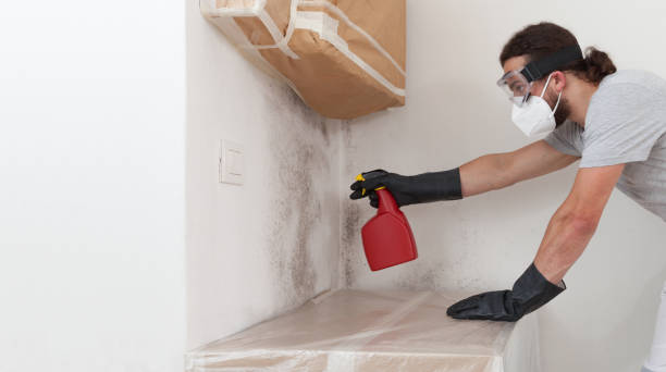 Professional Black Mold Removal technician working in Hutto, TX