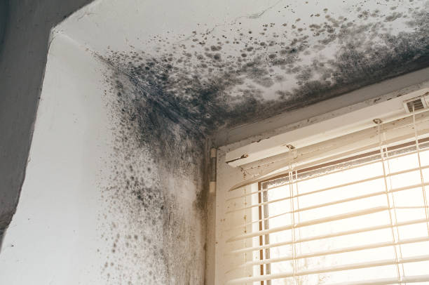 Trusted Bathroom Mold Removal service in Hutto, TX - Cheap Mold Removal